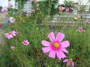 IMG_3761.jpg