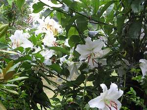 IMG_5306.jpg