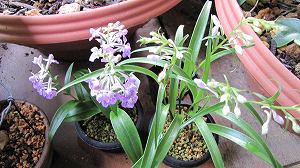 IMG_4120.jpg