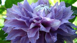 IMG_2035_1.jpg