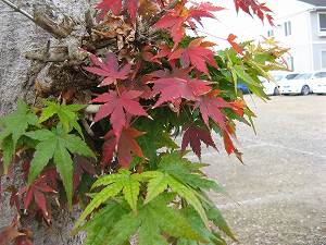 IMG_6955.jpg