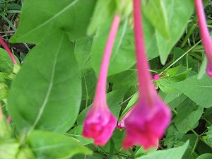IMG_5504.jpg