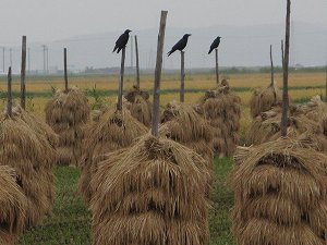 IMG_5852.jpg