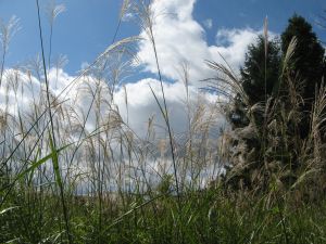 IMG_5585.jpg
