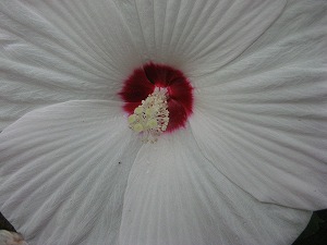 IMG_3399.jpg