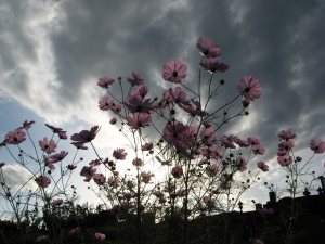 IMG_5671.jpg