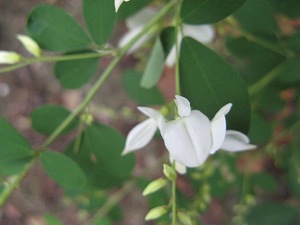 IMG_5509.jpg