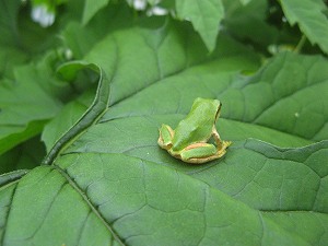 IMG_4185.jpg