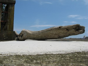 IMG_4816.jpg