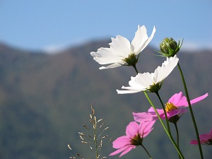 IMG_6066.jpg