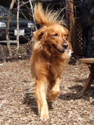 2006_0419 りゅう10才のｒｕｎ　480.jpg