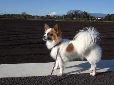 2008_0109  そら＆富士山1　　400.jpg