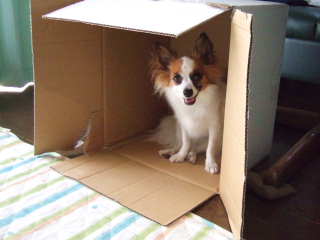 2007_0816 そらin段ボール１　320.jpg