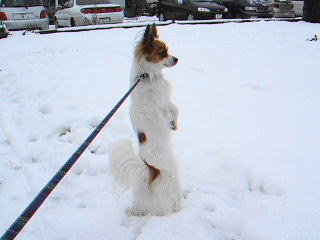 2006_0122大雪の翌日0009_01.jpg