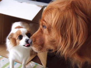 2007_0816 そら＆りゅう　320.jpg