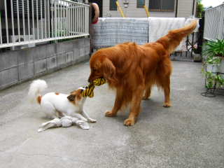 2006_0524 久しぶりの引張りっこ .jpg