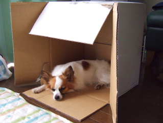 2007_0816 そらin段ボール２　320.jpg