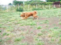 2007_0609  りゅうラン-5　　260.jpg