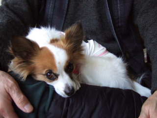 2008_0310  膝でまったり～　320.jpg