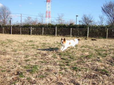 2008_0113  4才のラン1　400 .jpg