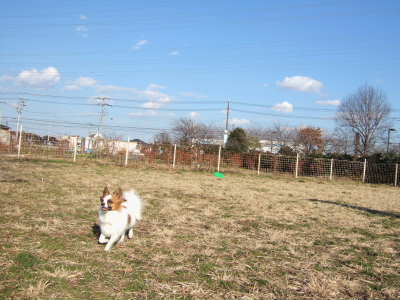 2008_0113  4才のラン2　400 .jpg