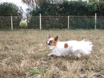 2008_0113  ランにて1　400.jpg