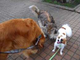 2006_0624 momoちゃんと2.jpg