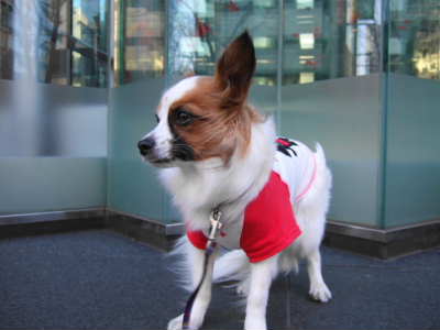 2008_0310 朝のお気に入り400.jpg