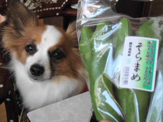 2008_0310 そらまめ320.jpg