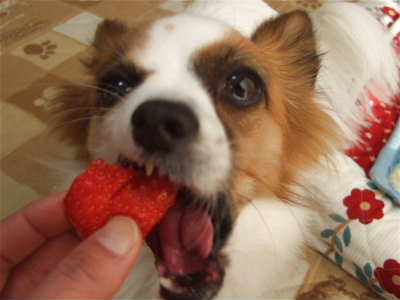 2008_0113  いちごウマウマ400.jpg