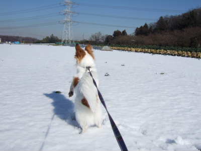 2008_0204そら　雪の中でプレリー400.jpg