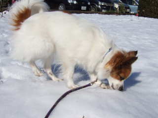 2008_0204そら　雪食べます！320.jpg