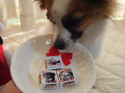 2008_0223そら＆デコチョコ2　400.jpg