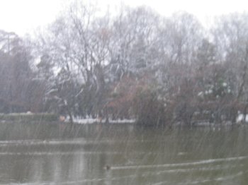 雪の善福寺公園