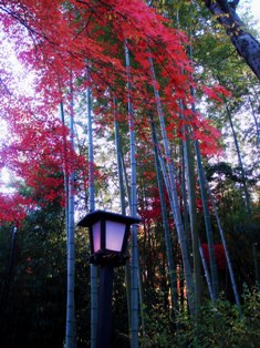 竹と紅葉.jpg