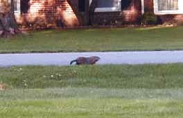 gopher6assyuku.jpg
