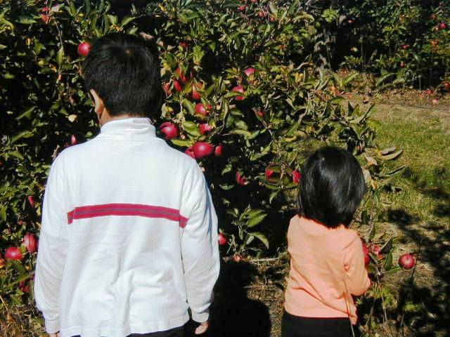 ApplePick03.JPG