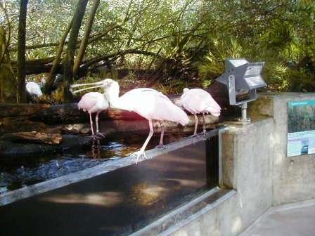 FloridaAquarium_06assyuku.JPG