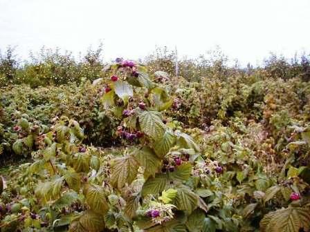rasberry3assyuku.JPG