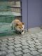 近所の犬