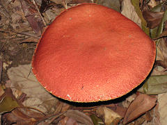 これはパンみたいや・・焼いてバターや・・