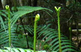 へびや～！へびや～！