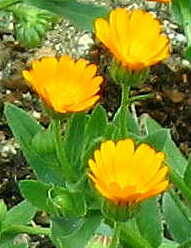 小判に・・見えへんわな～・・