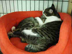 ♪抱き合って眠るの～抱き合って眠るの～♪え？トシ？