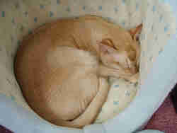 起こしたらひっかくど！