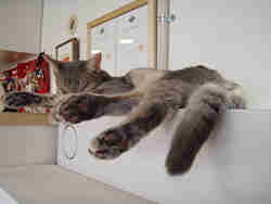 我が輩は一番涼しい場所！どかないかんね！