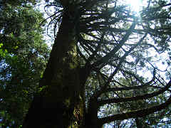 一番気に入った木