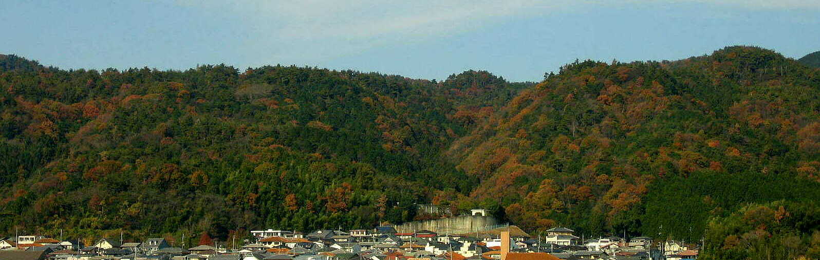 裏山の様子