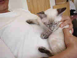 牛さんのお腹で・・う・・オシッコしたい・・