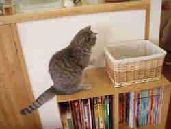 顔が洗えるのかな？